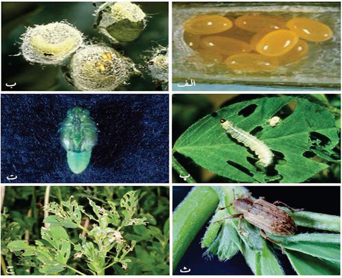 سرخرطومی یونجه